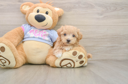 FOU FOU, a Maltipoo littermate