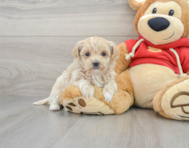 9 week old Maltipoo Puppy For Sale - Lone Star Pups