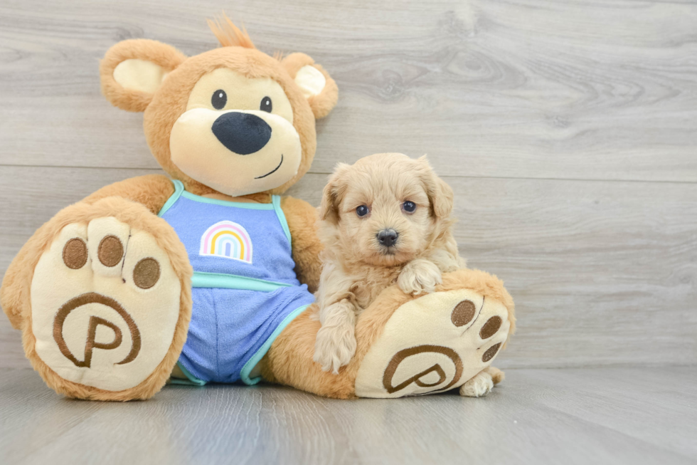 Maltipoo Pup Being Cute