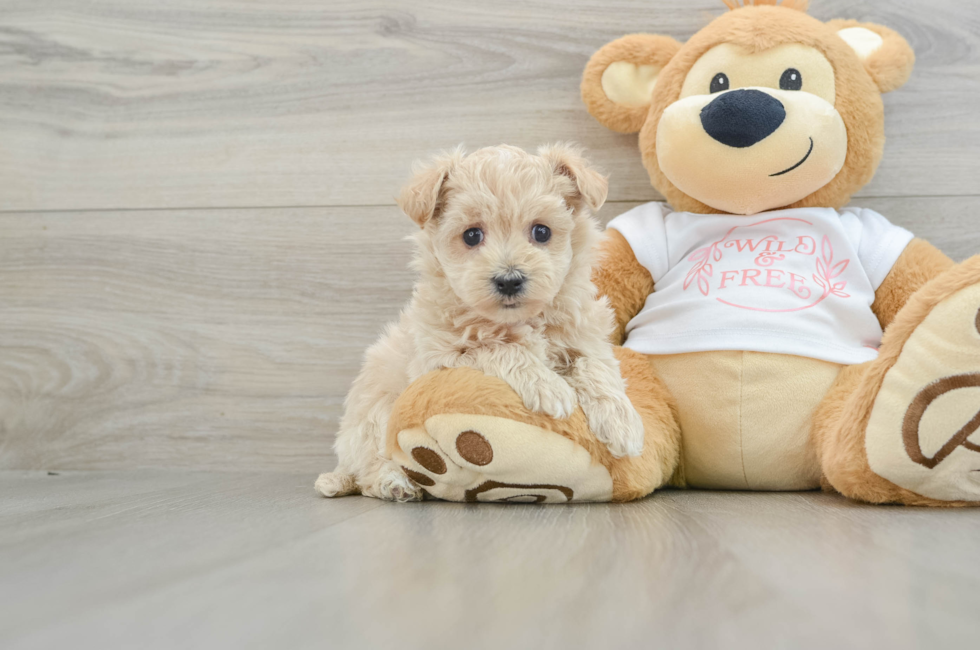 5 week old Maltipoo Puppy For Sale - Lone Star Pups