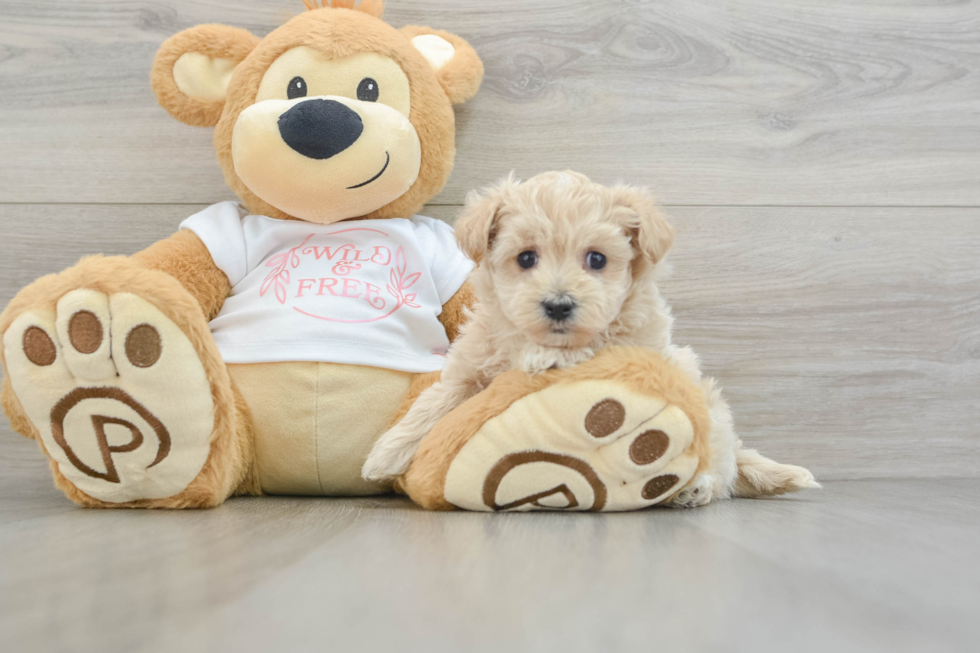 Friendly Maltipoo Baby