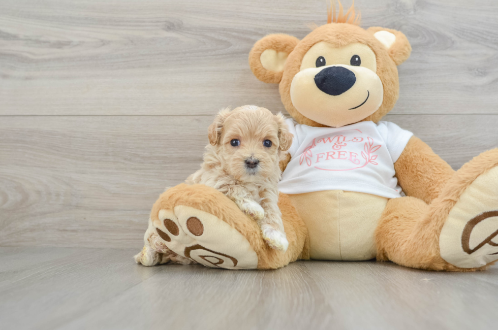 6 week old Maltipoo Puppy For Sale - Lone Star Pups