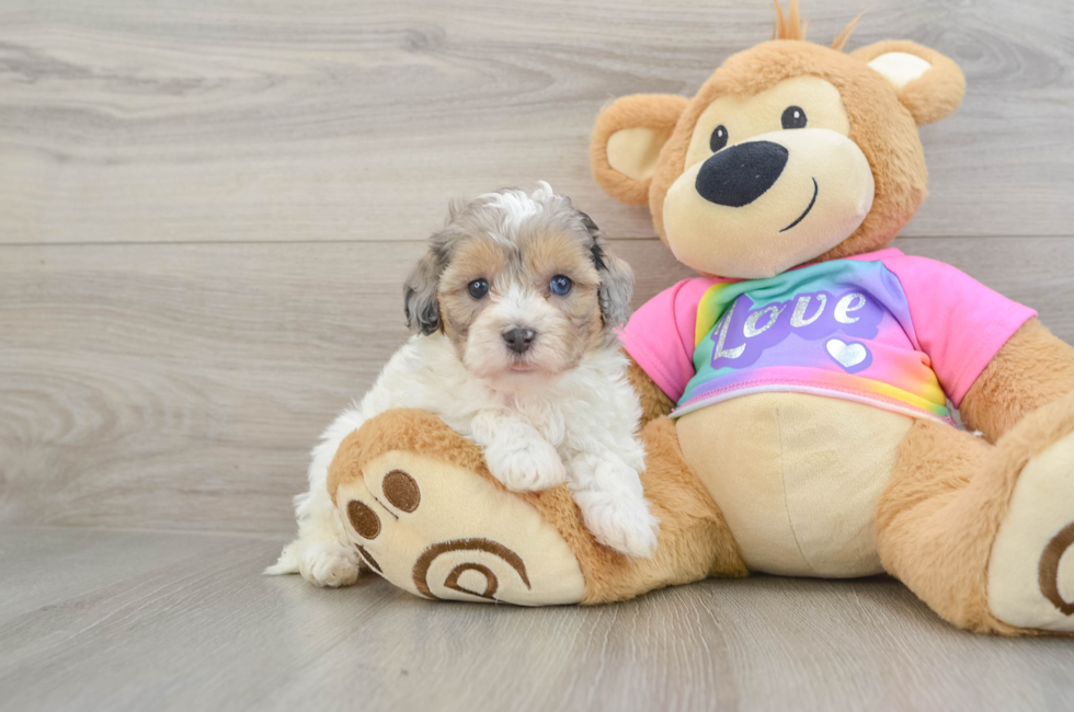 6 week old Maltipoo Puppy For Sale - Lone Star Pups