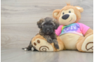 Fluffy Maltipoo Poodle Mix Pup