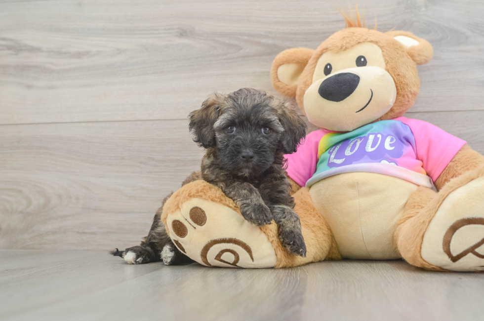 6 week old Maltipoo Puppy For Sale - Lone Star Pups