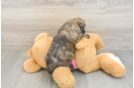 Maltipoo Puppy for Adoption