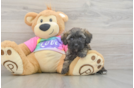 Happy Maltipoo Baby