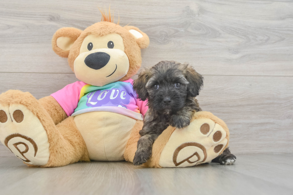 Happy Maltipoo Baby