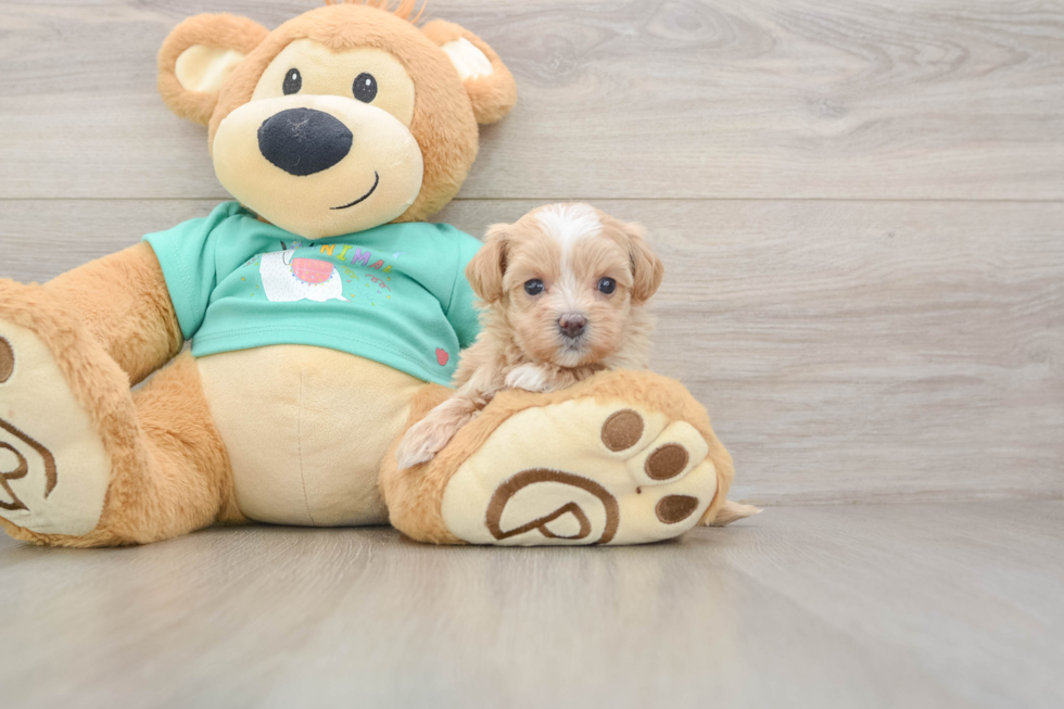 Cute Maltipoo Baby
