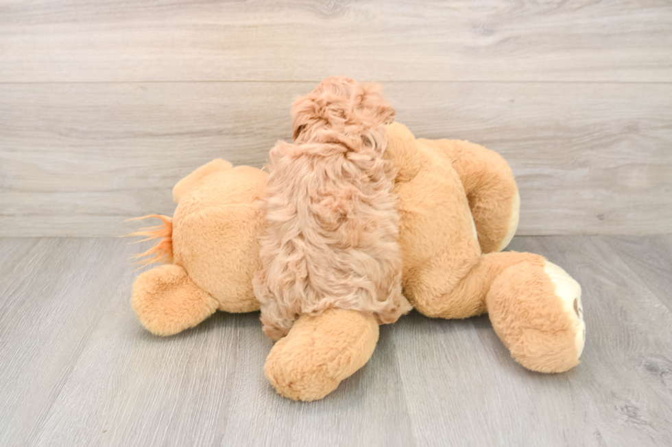 Energetic Maltese Poodle Poodle Mix Puppy