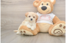 Playful Maltese Poodle Poodle Mix Puppy