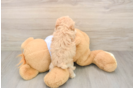 Hypoallergenic Maltepoo Poodle Mix Puppy