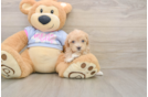 Maltipoo Pup Being Cute
