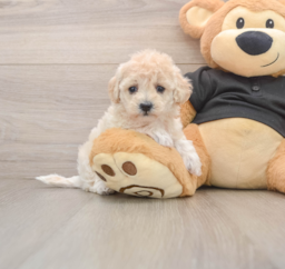 8 week old Maltipoo Puppy For Sale - Lone Star Pups