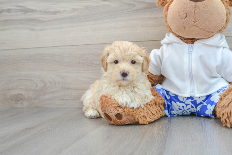 Small Maltipoo Baby