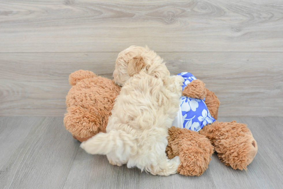Funny Maltipoo Poodle Mix Pup