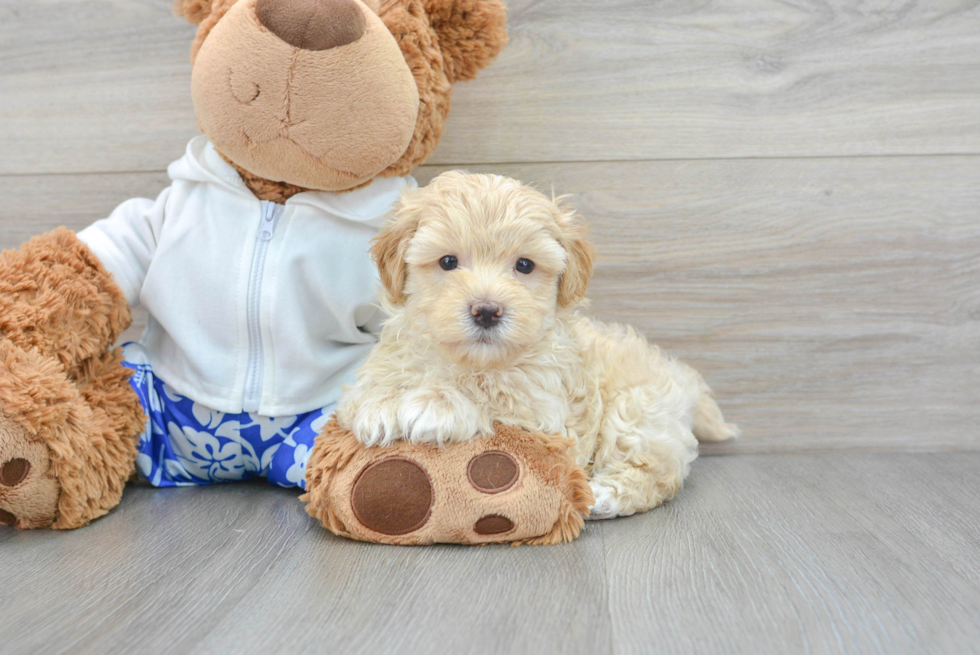 Best Maltipoo Baby