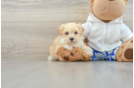 Smart Maltipoo Poodle Mix Pup