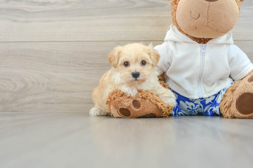 7 week old Maltipoo Puppy For Sale - Lone Star Pups