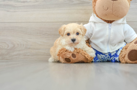 Smart Maltipoo Poodle Mix Pup