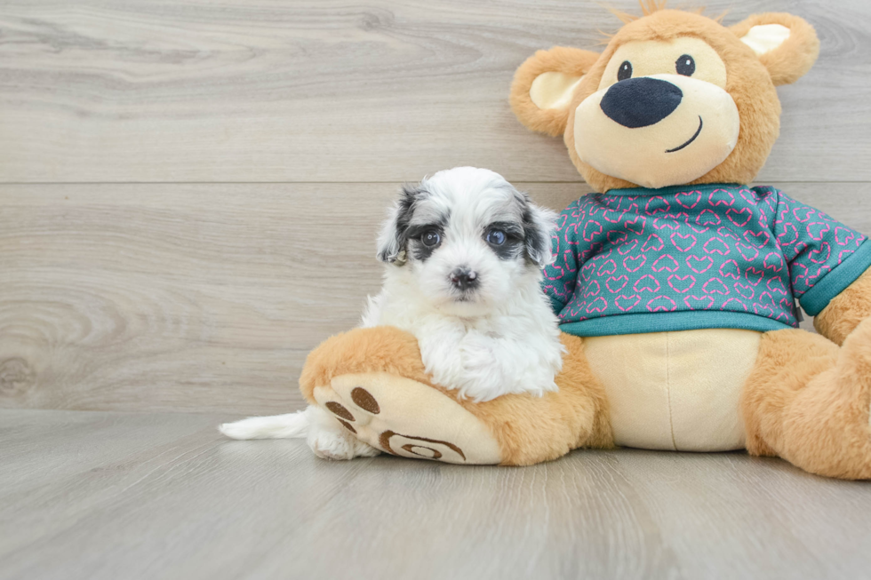 Best Maltipoo Baby