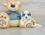 8 week old Maltipoo Puppy For Sale - Lone Star Pups