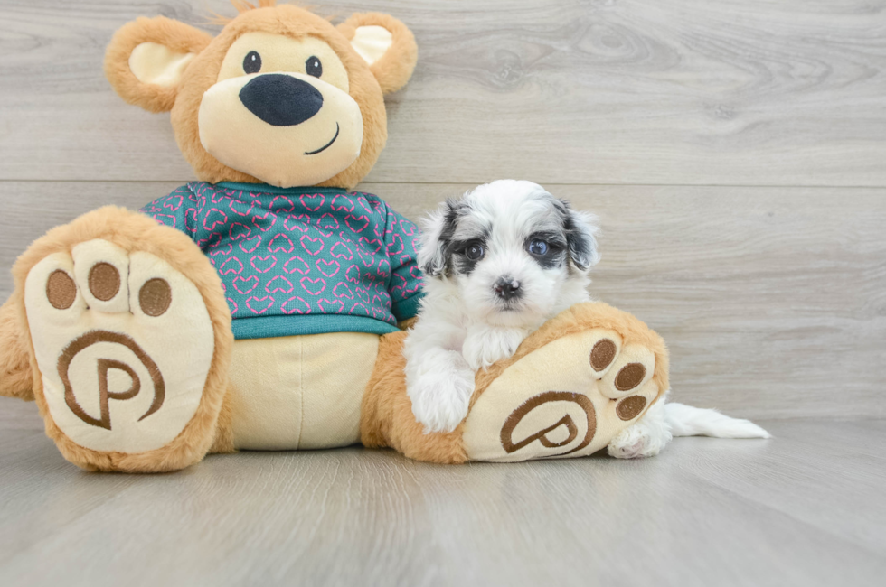 8 week old Maltipoo Puppy For Sale - Lone Star Pups