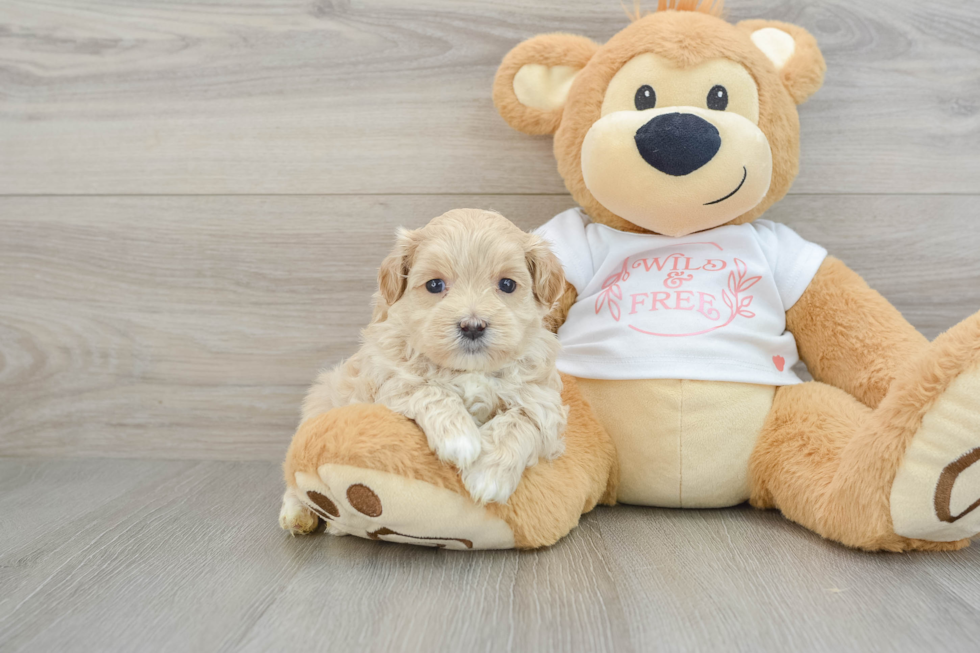 Adorable Malt Oodle Poodle Mix Puppy