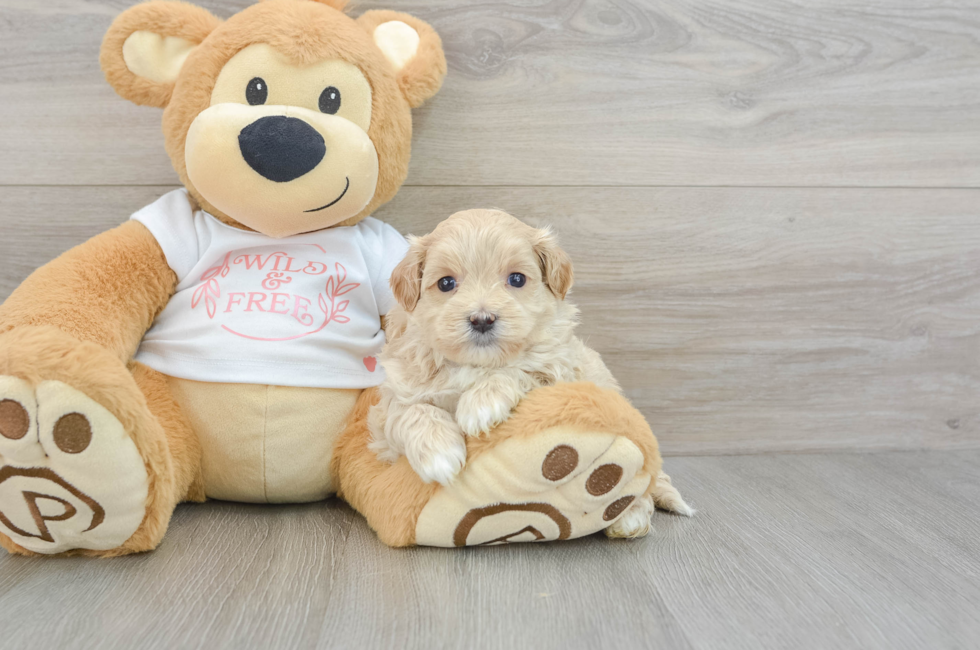 6 week old Maltipoo Puppy For Sale - Lone Star Pups