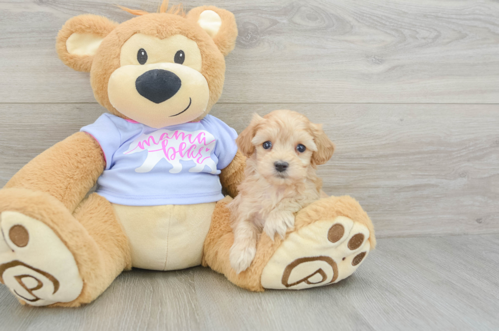 5 week old Maltipoo Puppy For Sale - Lone Star Pups