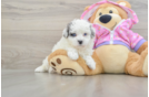 Little Maltepoo Poodle Mix Puppy