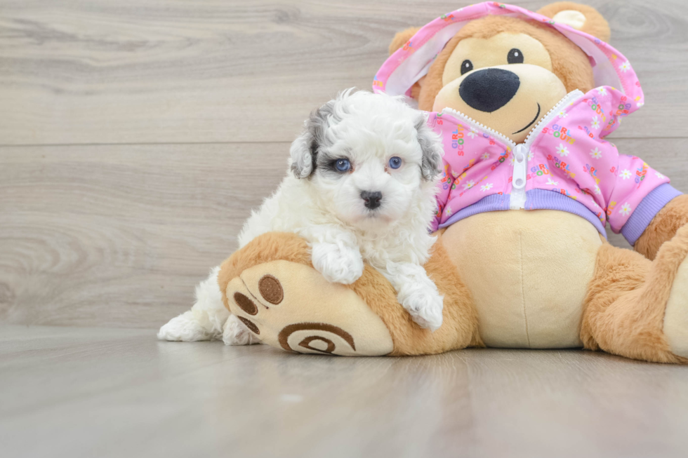 Little Maltepoo Poodle Mix Puppy