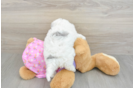 Little Maltepoo Poodle Mix Puppy
