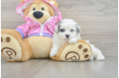 Maltipoo Pup Being Cute