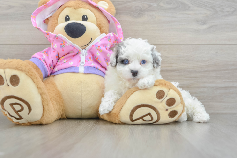 Maltipoo Pup Being Cute
