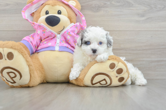 Maltipoo Pup Being Cute