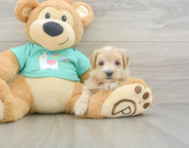 8 week old Maltipoo Puppy For Sale - Lone Star Pups
