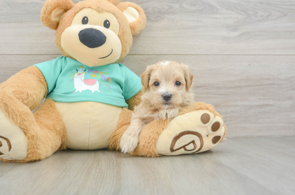 6 week old Maltipoo Puppy For Sale - Lone Star Pups