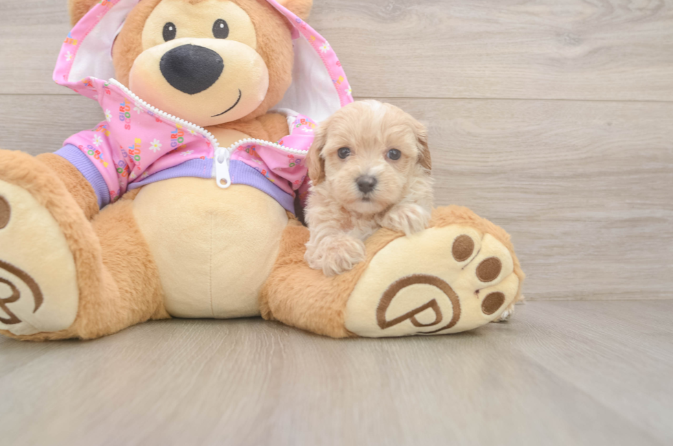 7 week old Maltipoo Puppy For Sale - Lone Star Pups