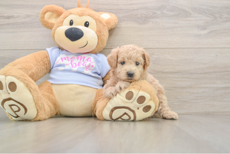 Fluffy Maltipoo Poodle Mix Pup