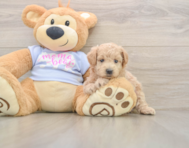 7 week old Maltipoo Puppy For Sale - Lone Star Pups