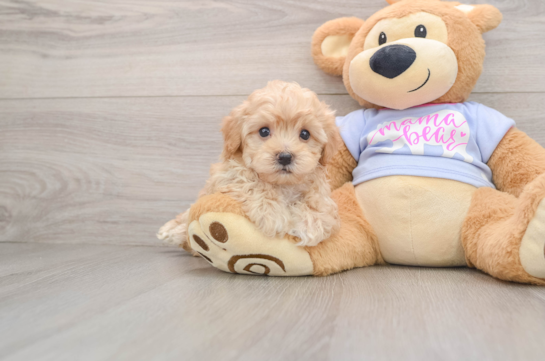 Best Maltipoo Baby