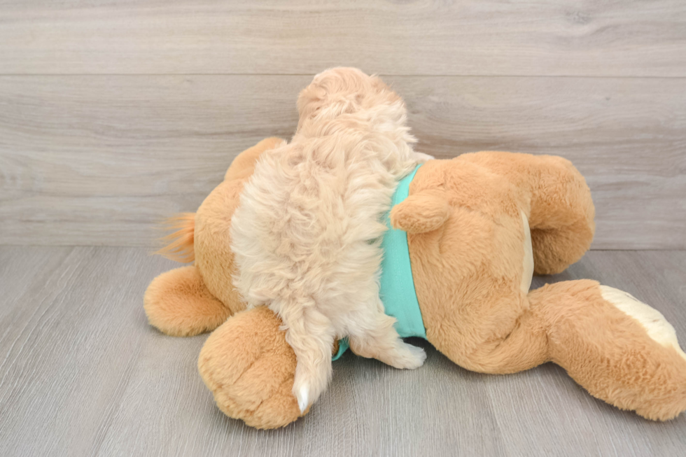 Funny Maltipoo Poodle Mix Pup