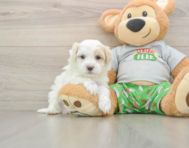 7 week old Maltipoo Puppy For Sale - Lone Star Pups