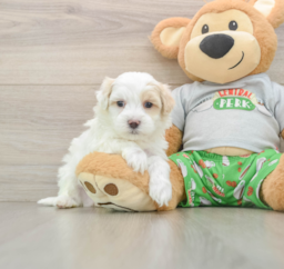 7 week old Maltipoo Puppy For Sale - Lone Star Pups