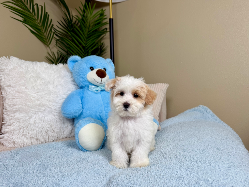 Cute Maltipoo Poodle Mix Pup