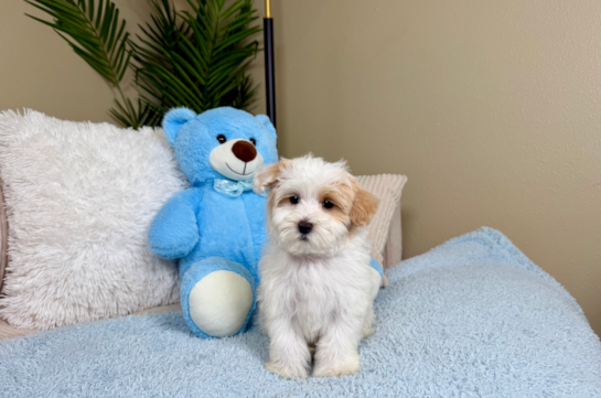 Cute Maltipoo Poodle Mix Pup