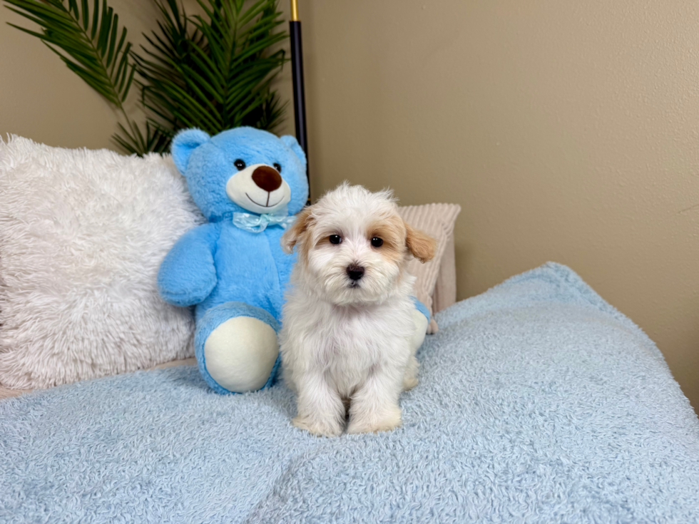Maltipoo Puppy for Adoption