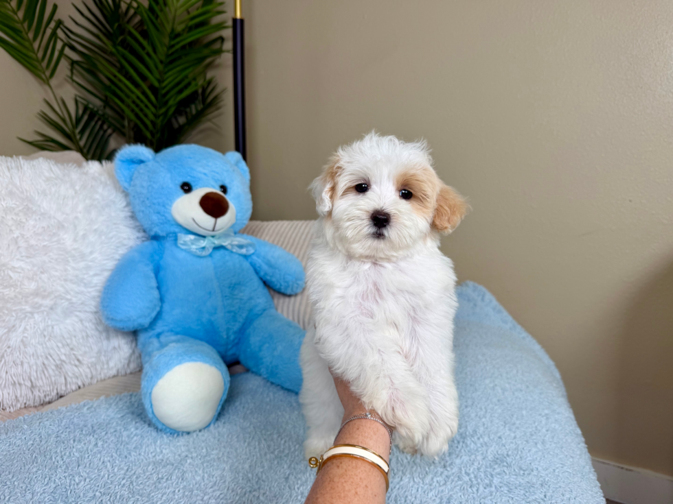 Maltipoo Puppy for Adoption