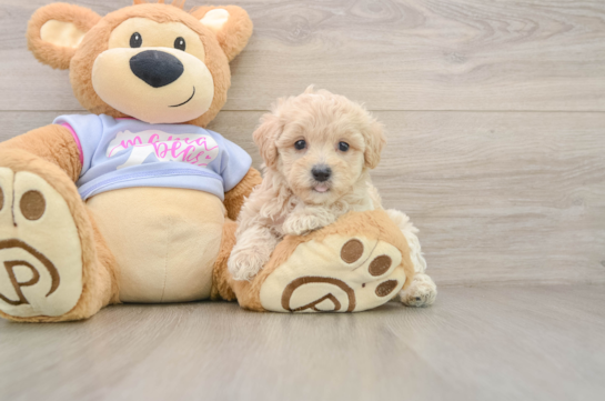 FRANKLIN, a Maltipoo littermate